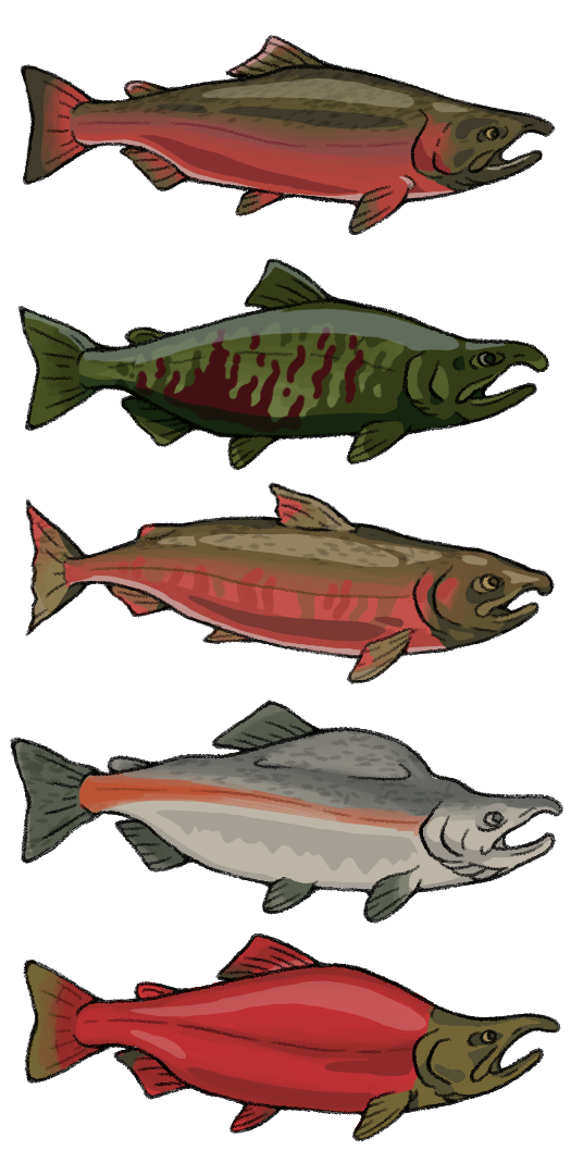 fish-spawners.png
